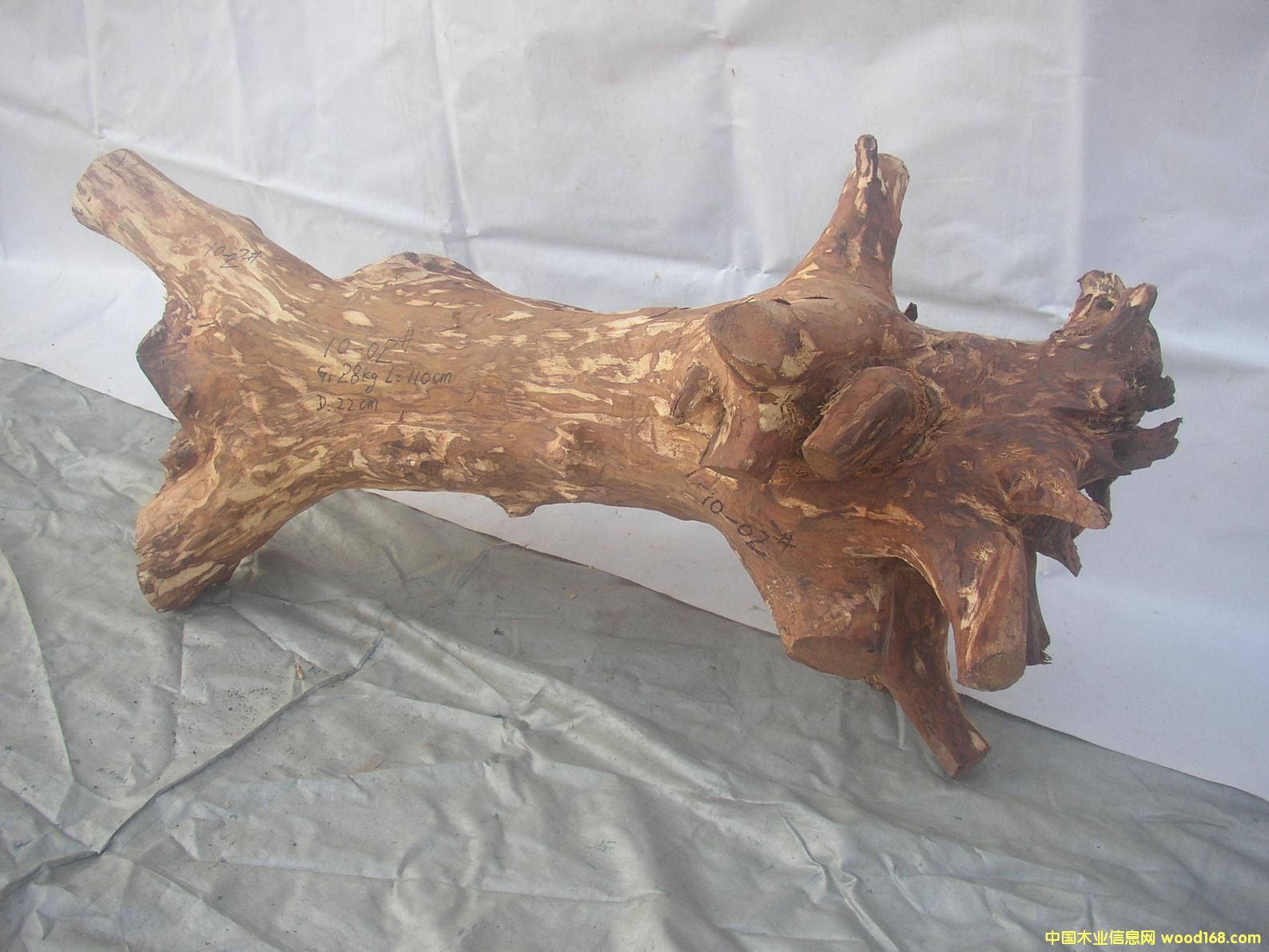 �����S����10-02̖