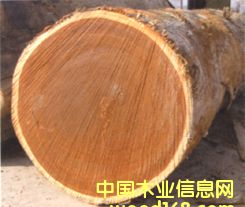 ���}���Ԕ��(x��)��B