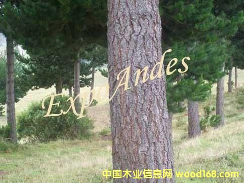 ݗ����ԭľ��Ԕ��(x��)��B