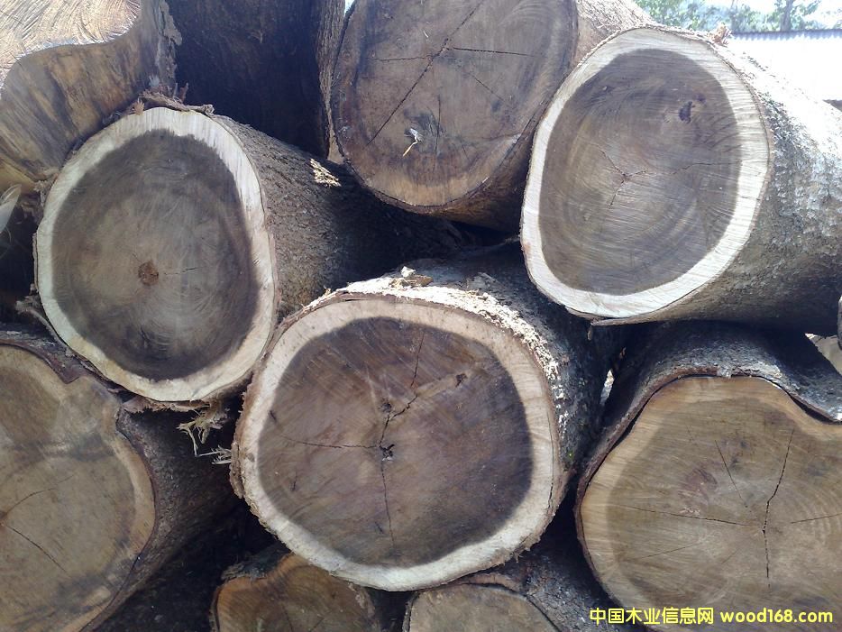 ACACIA MANGIUM����˼ľԭľ