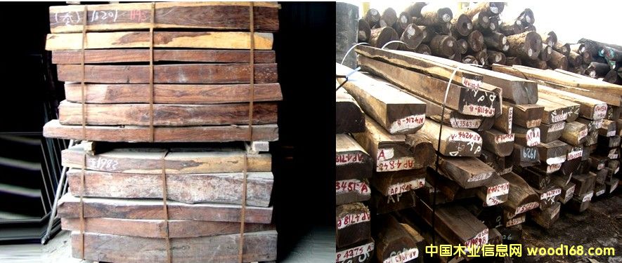 �t��֦ ������֦