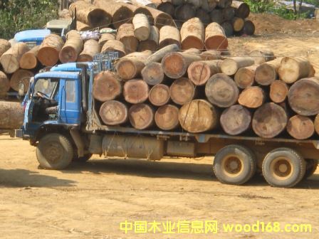 ������ľ