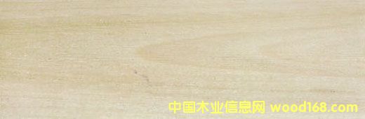 �����S�� Yellow Poplar��Ԕ����B