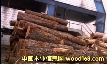 CHANATO��Ԕ��(x��)��B