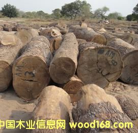 Ƥ�ң�����̴����Ԕ��(x��)��B