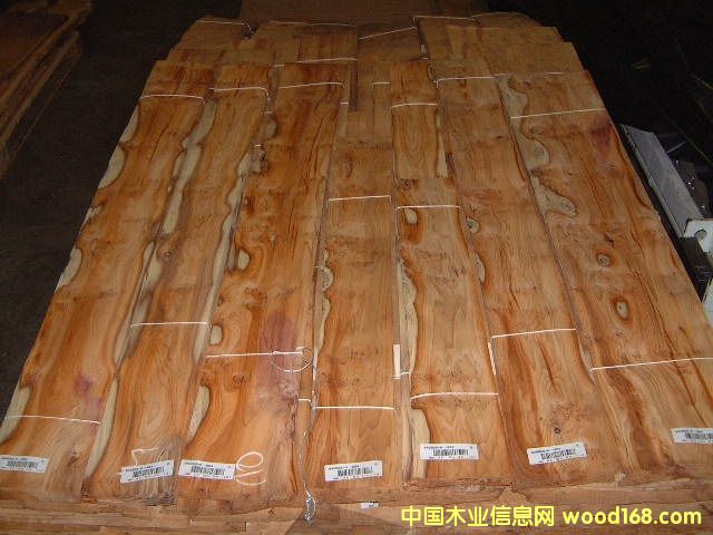 ��ɼ��������ɼ��YEW TREE