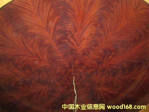 �һ��Ę����������Ź��һ���ľƤ