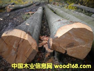 ��ľ �����r�ĵ�Ԕ��(x��)��B