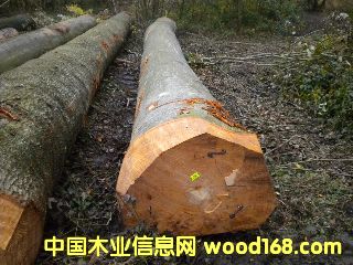 ��ľ �����r�ĵ�Ԕ��(x��)��B