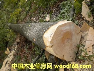 ��ľ �����r�ĵ�Ԕ��(x��)��B