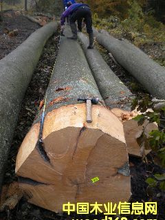 ��ľ �����r�ĵ�Ԕ��(x��)��B