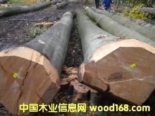 ��ľ �����r�ĵ�Ԕ��(x��)��B