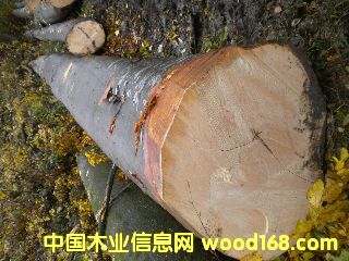 ��ľ �����ĵ�Ԕ��(x��)��B