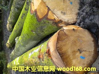 ��ľ �����ĵ�Ԕ��(x��)��B