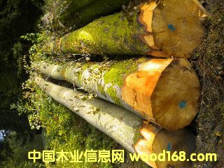 ��ľ �����ĵ�Ԕ��(x��)��B