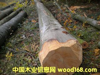 ��ľ �����r�ĵ�Ԕ��(x��)��B