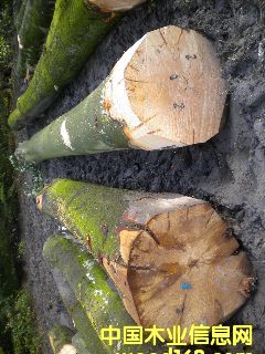 ��ľ �����ĵ�Ԕ��(x��)��B