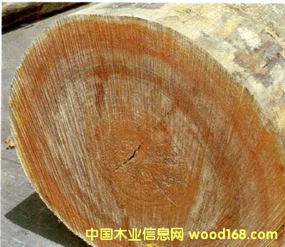 �y��ľ����ľ��Ԕ����B