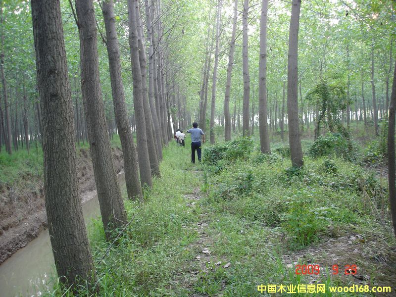 ��ľ����ľ��Ԕ��(x��)��B