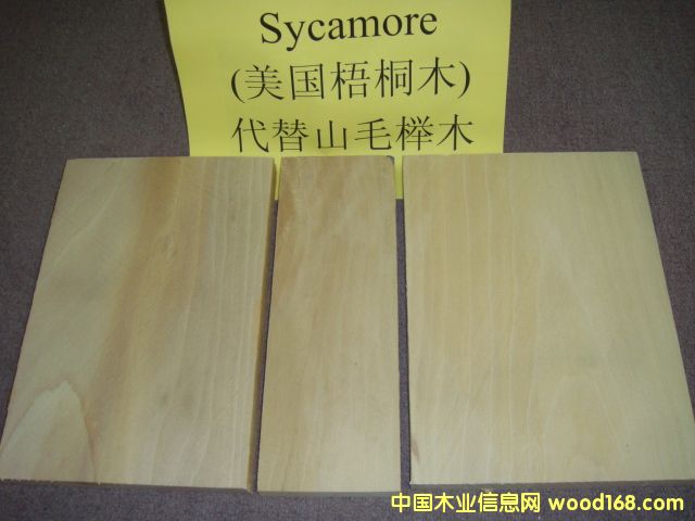 ������ͩ Sycamore��Ԕ��(x��)��B