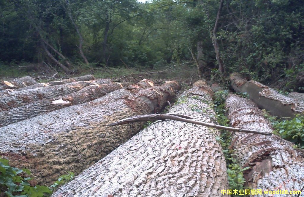 ����(gu��)����ԭľ��Ԕ��(x��)��B