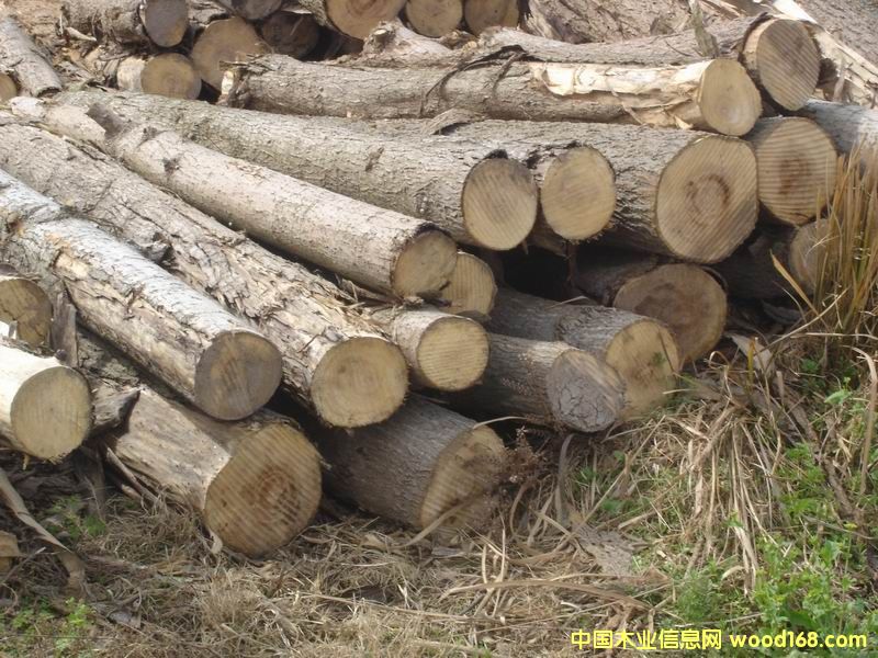 ��ľ��Ԕ��(x��)��B