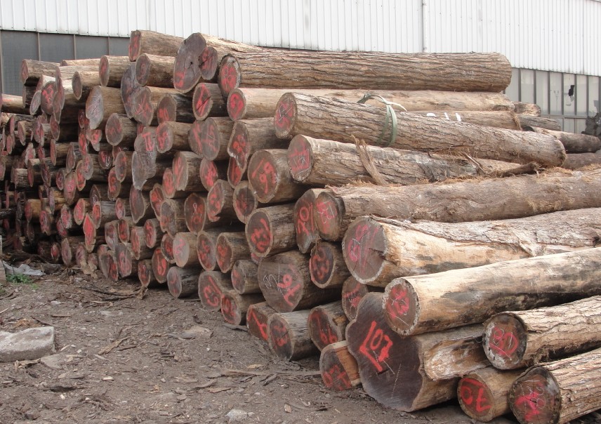 �����t��֦��Ԕ����B