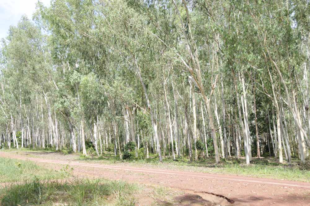 ̩��(gu��)��(y��u)�|(zh��)���ԭľ��Ԕ��(x��)��B