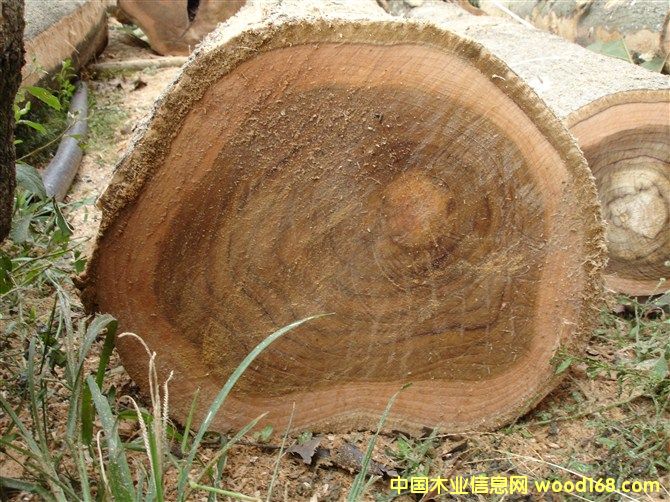 ������ľ��