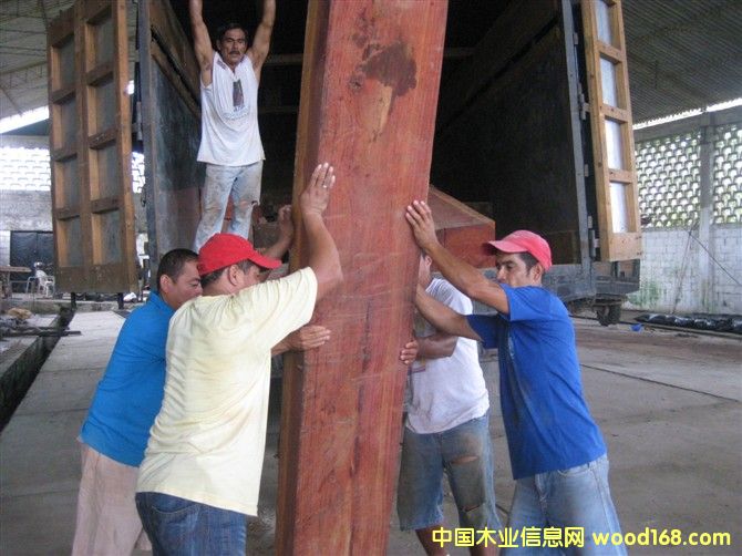 �����ް���֦