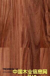 TREMBESI  1ƴ��Ԕ��(x��)��B