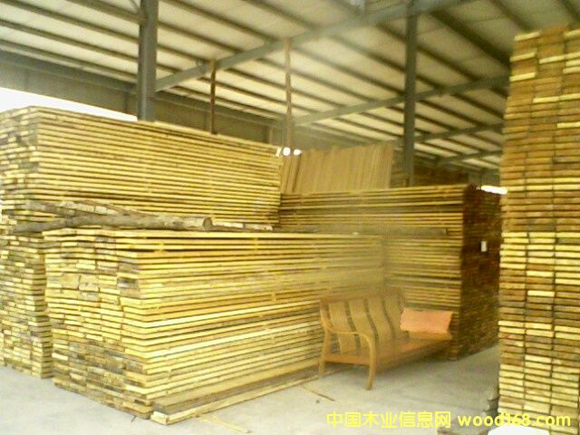 白松的詳細(xì)介紹