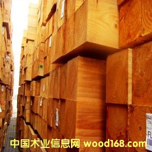 花旗松的詳細介紹