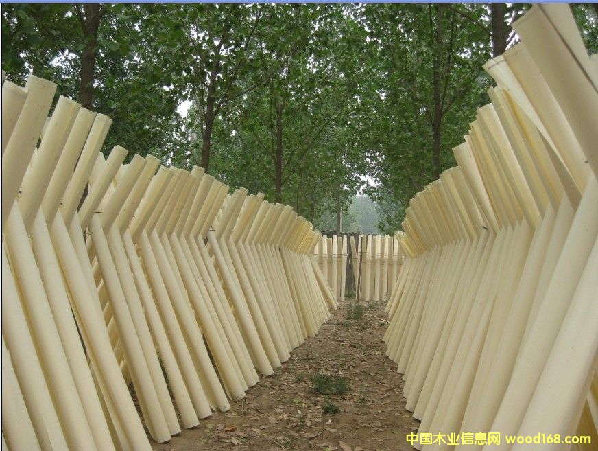 ��ľƯ����Ƥ��Ԕ����B