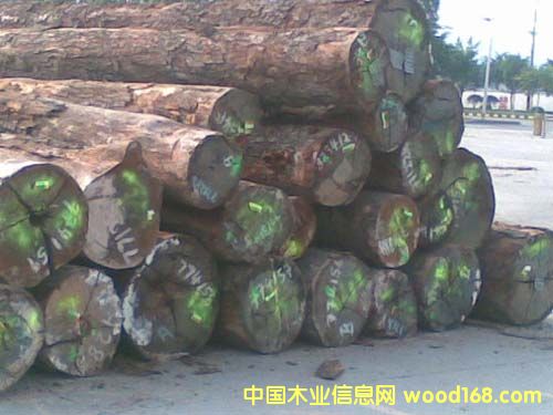 鐵線子的詳細(xì)介紹