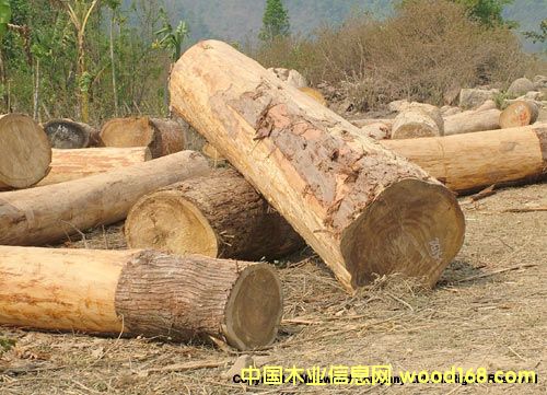 檜木2的詳細(xì)介紹