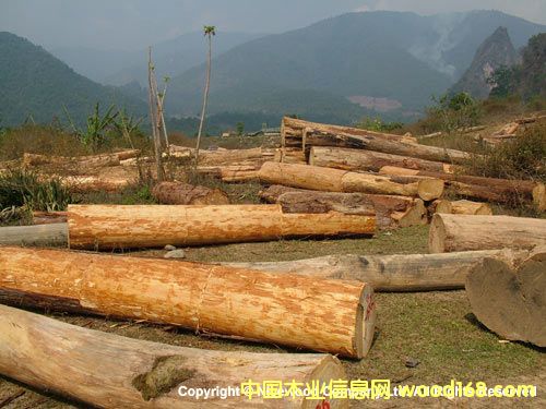 檜木1的詳細(xì)介紹