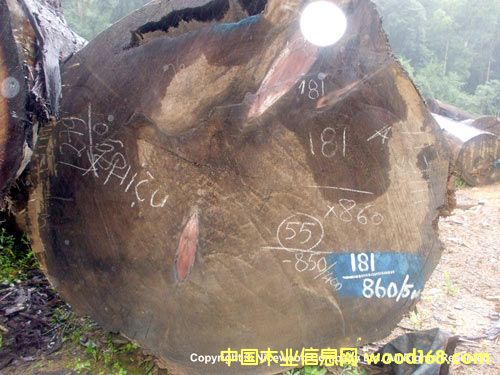 杉木的詳細(xì)介紹