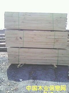 花旗松的詳細(xì)介紹