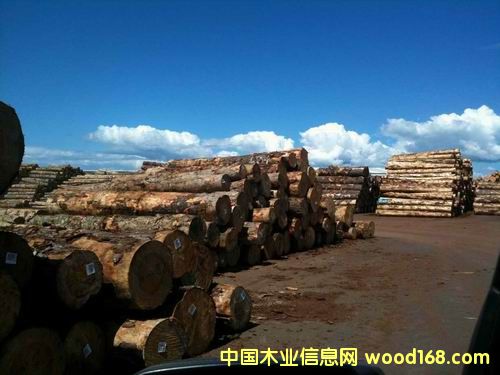 輻射松的詳細(xì)介紹