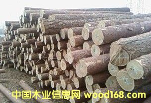 紅松原木的詳細(xì)介紹