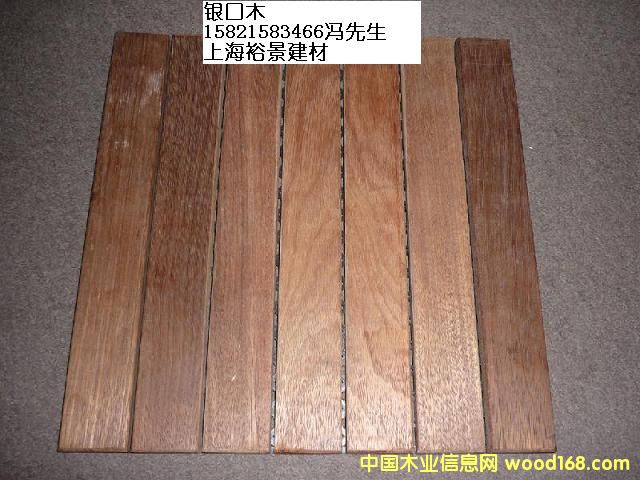 銀口木的詳細(xì)介紹