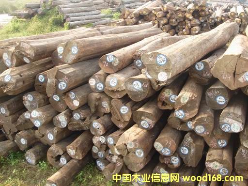 ������ľ����؛��