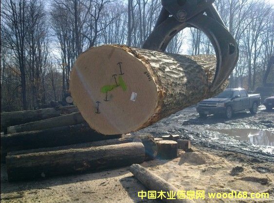 橡木原木的詳細(xì)介紹