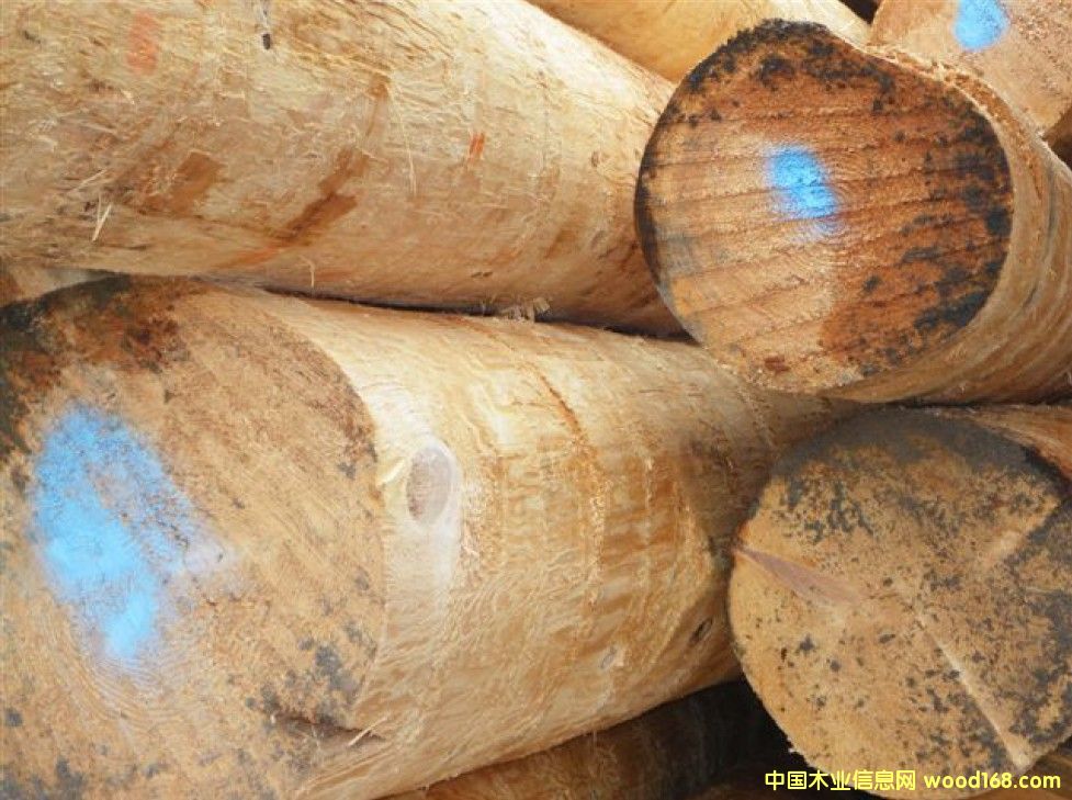 鐵杉原木的詳細(xì)介紹