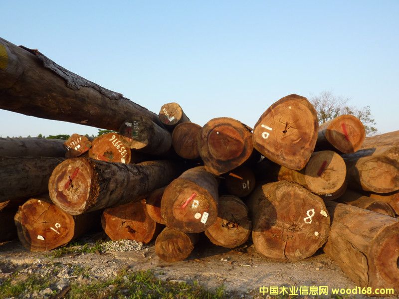 南美原木的詳細(xì)介紹