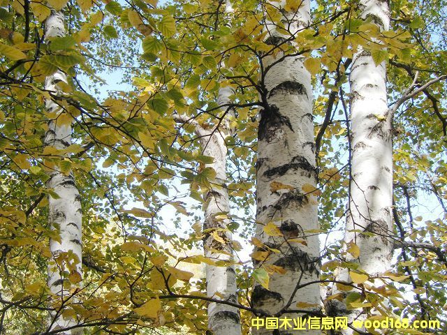 �ט�ľ�ΰ��Ԕ��(x��)��B