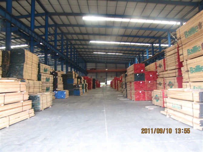 紅橡的詳細(xì)介紹