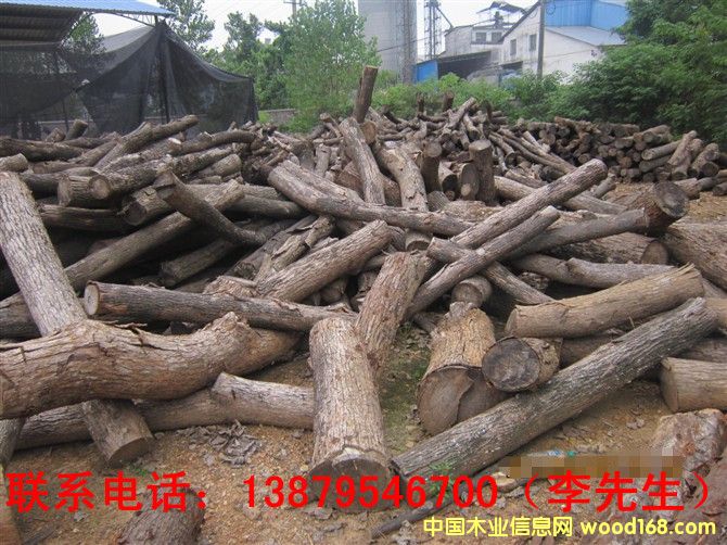 香樟木的詳細(xì)介紹