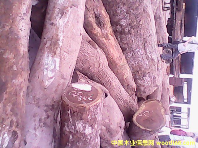 Īɣ�ȿ�Ƥ��ԭľ��Ԕ��(x��)��B